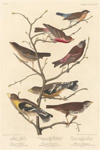 Lazuli vink door Robert Havell after John James Audubon
