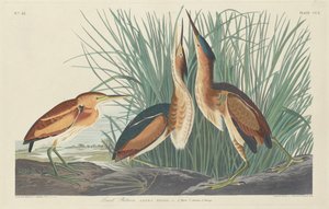 Kleine roerdomp door Robert Havell after John James Audubon