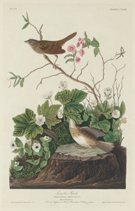Lincoln Finch door Robert Havell after John James Audubon