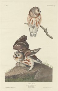 Kleine Uil