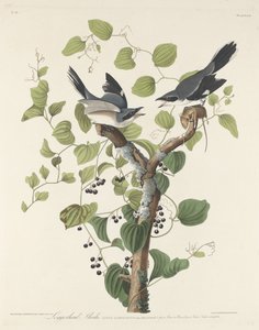 Loggerhead Klauwier door Robert Havell after John James Audubon