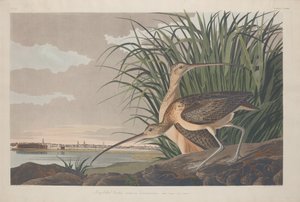 Langsnavelwulp door Robert Havell after John James Audubon