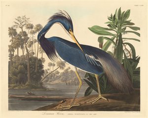 Louisiana reiger door Robert Havell after John James Audubon