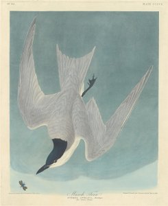 Moerasstern door Robert Havell after John James Audubon