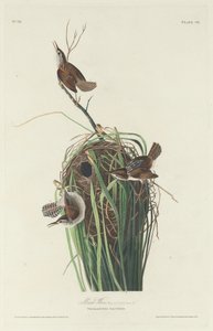 Moeraswinterkoning door Robert Havell after John James Audubon