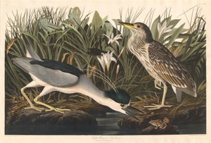 Nachtreiger of Qua-vogel door Robert Havell after John James Audubon