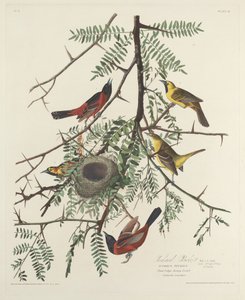 Boomgaard Oriole door Robert Havell after John James Audubon