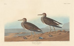 Pectorale Strandloper door Robert Havell after John James Audubon