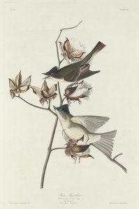 Pewit Vliegenvanger door Robert Havell after John James Audubon
