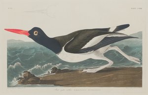 Bonte Scholekster door Robert Havell after John James Audubon