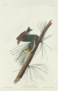 Pijnboomkruiper door Robert Havell after John James Audubon