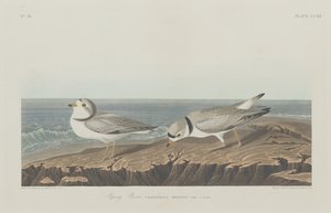 Plevier door Robert Havell after John James Audubon