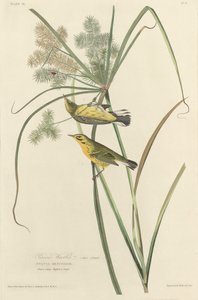 Prairie Zanger