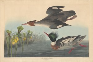 Roodborstzaagbek door Robert Havell after John James Audubon