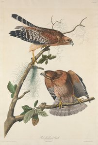 Roodschouderbuizerd
