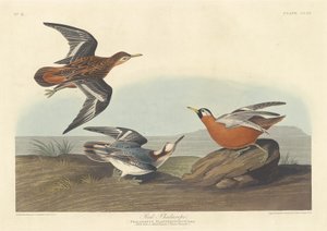 Rode franjepoot door Robert Havell after John James Audubon