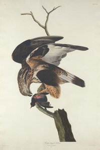 Ruigpootbuizerd door Robert Havell after John James Audubon