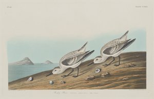 Rode Plevier door Robert Havell after John James Audubon