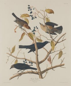Roestige Grakle door Robert Havell after John James Audubon