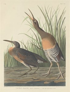 Zoutwatermoerashoen door Robert Havell after John James Audubon