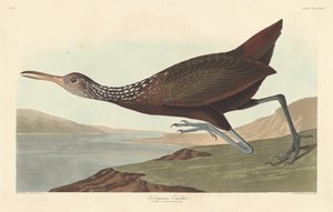 Scolopaceus Courlan door Robert Havell after John James Audubon