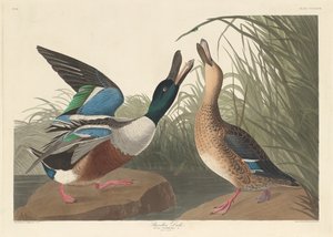 Slobeend