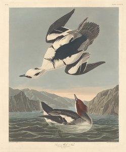 Nonnetje of Witte Non door Robert Havell after John James Audubon