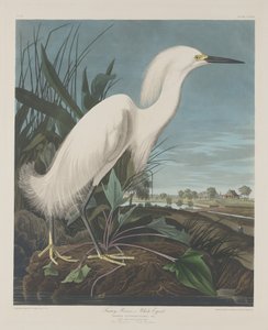 Sneeuwreiger of witte reiger