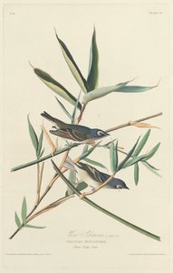 Eenzame Vliegenvanger door Robert Havell after John James Audubon