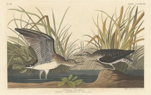 Eenzaam strandloper door Robert Havell after John James Audubon