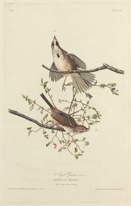 Zangmus door Robert Havell after John James Audubon