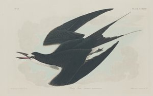 Zwarte Stern door Robert Havell after John James Audubon
