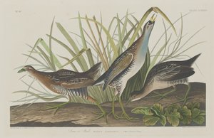 Sora of Ral door Robert Havell after John James Audubon