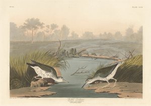 Gevlekte Strandloper door Robert Havell after John James Audubon