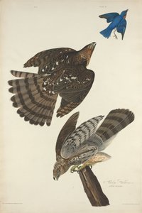 Stanley Hawk door Robert Havell after John James Audubon