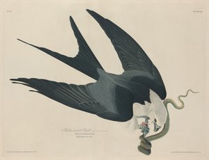 Zwaluwstaartwouw