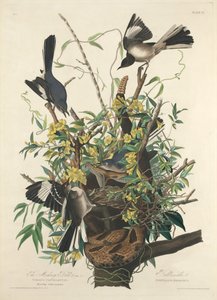 De Spotvogel