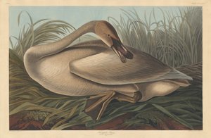 Trompetzwaan door Robert Havell after John James Audubon
