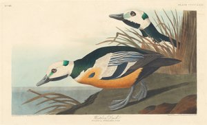 Westerse eend door Robert Havell after John James Audubon