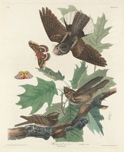 Whip-poor-will door Robert Havell after John James Audubon