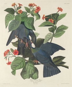 Witgekroonde Duif door Robert Havell after John James Audubon