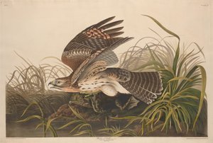 Winterhavik door Robert Havell after John James Audubon