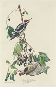 Geelbuikspecht door Robert Havell after John James Audubon