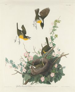Geelborstzanger door Robert Havell after John James Audubon