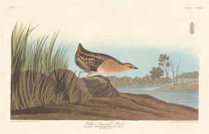 Geelborstige Ral door Robert Havell after John James Audubon