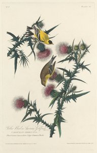 Gele Vogel of Amerikaanse Distelvink door Robert Havell after John James Audubon