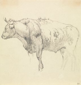 Een Stier door Robert Hills