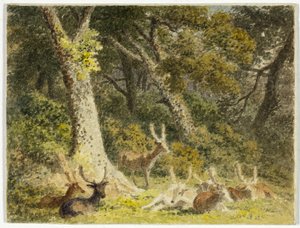 Deer Herd Resting door Robert Hills