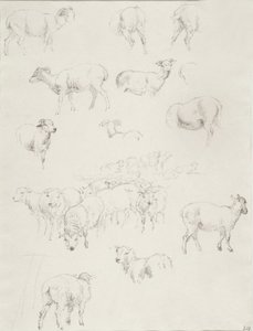 Kudde schapen, na 1794