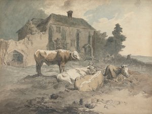 Langhoornig Vee